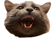 Ziggy the Cat
